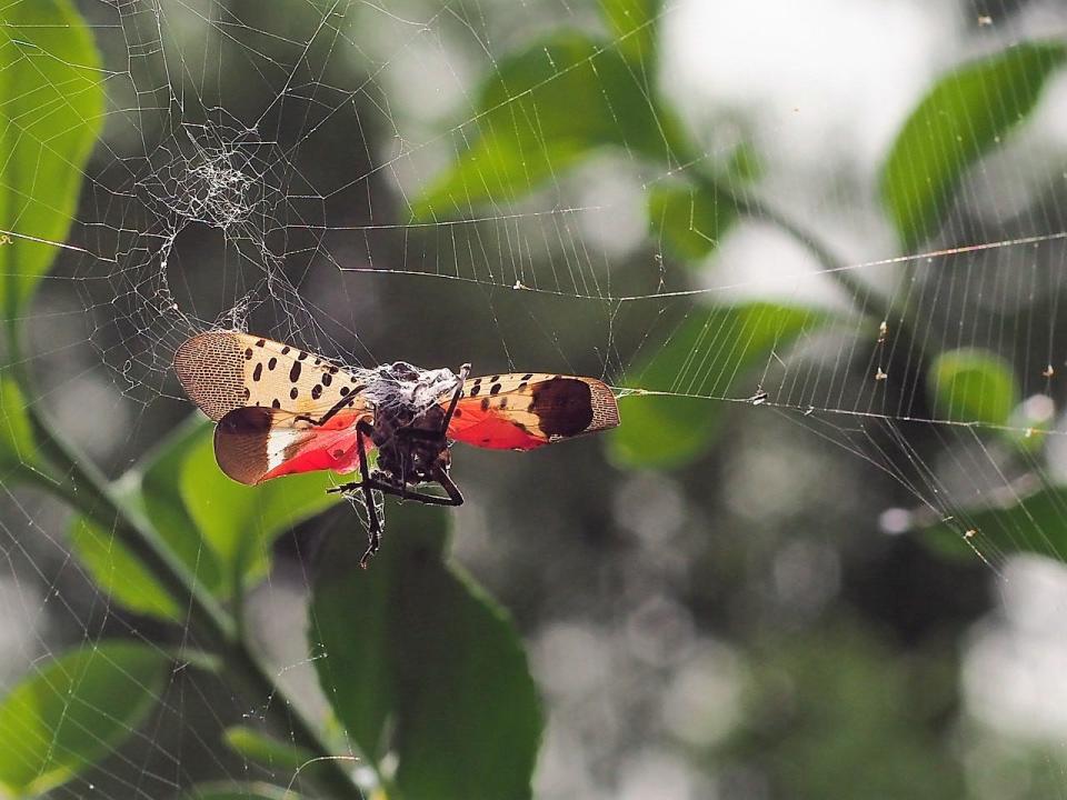 A spotted lanternfly is caught in a spiderweb. Spotted lanternflies can be identified by their distinctive grey, red and black wings with black spots.
