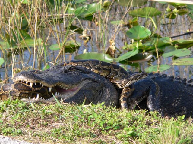 A Florida woman recorded an alligator body-slamming and devouring a python in the Everglades. The two beasts are warring more than ever, a Florida geoscientist says. - Yahoo Sport