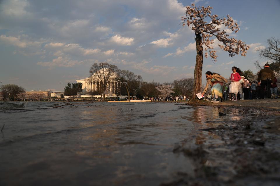 A visitor leaves a thank you note as high tide water reaches to the base of a cherry tree nicknamed "Stumpy" at the Tidal Basin on March 20, 2024 in Washington, DC.