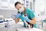 <p>De 27.716 euros es el sueldo medio de un veterinario en España. Este trabajo tampoco tiene suficientes profesionales para ocupar todas las vacantes y cuenta con muchas oportunidades para la incorporación al mercado laboral. (Foto: Getty Images).</p> 