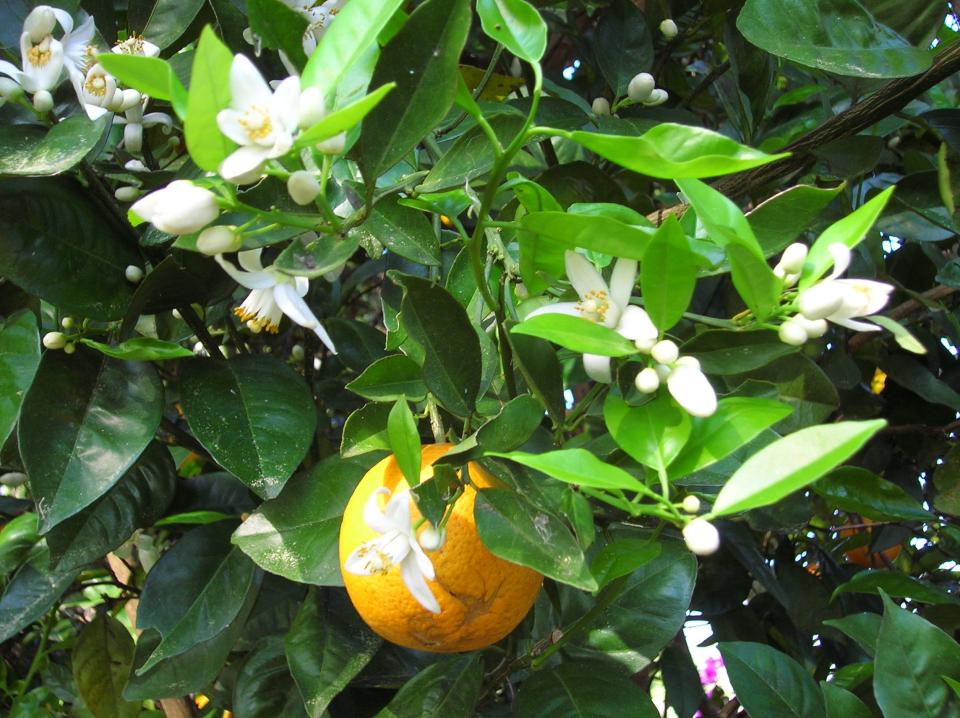 No matter the variety, most citrus trees bloom at about the same time of year in the early spring, even though harvests range over a six-month period.