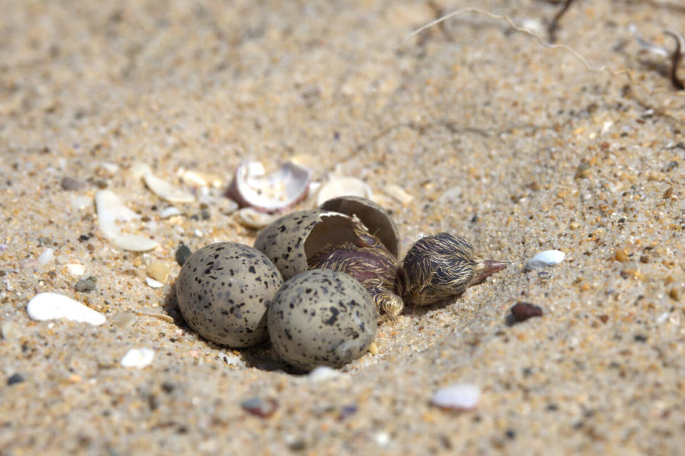 A little tern hatching from one of three eggs on a Central Coast of NSW beach.