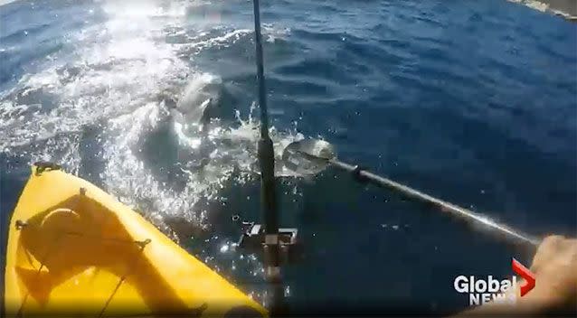 Mr McCracken said the hammerhead rammed his kayak. Source: Storyful