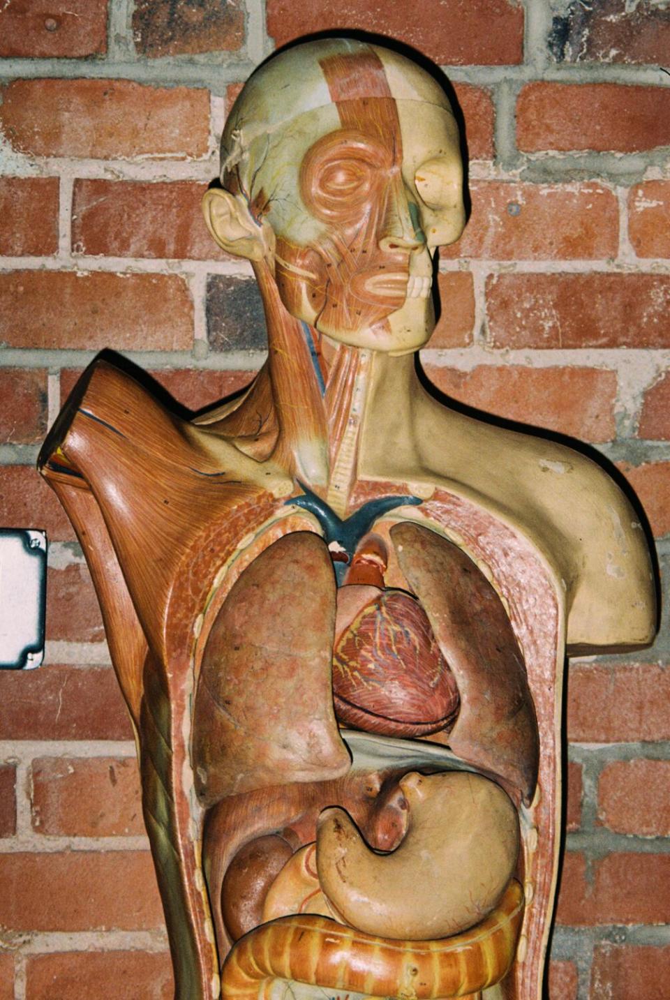 A prop human body.