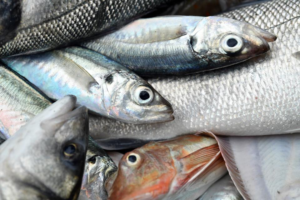 Fish are pictured on board Newhaven fishing boat 'About Time' after the first trawl of the day, off the south-east coast of England on October 12, 2020. - Trawling the Channel aboard his boat 'About Time', skipper Neil Whitney is hopeful the UK can net a post-Brexit trade deal with the EU that he insists finally favours British fishing. A European Union summit on Thursday and Friday will attempt to unlock stalled talks with London weighed down by a key future fishing agreement. "We want control of our waters, control of our own (fishing) quotas and we have to build a future because at the moment you can't look ahead and try and work out what's going to happen because we've got no control," Whitney told AFP  after setting off in pitch blackness from Newhaven, a port on England's south coast. (Photo by GLYN KIRK / AFP) (Photo by GLYN KIRK/AFP via Getty Images)