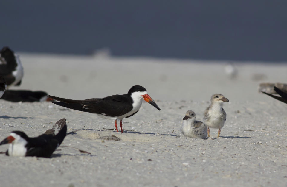 This July 23, 2018, photo provided by Birmingham Audubon shows black skimmers with young chicks on Sand Island, Ala. Wildlife officials say beach volleyball players on the small island off Alabama probably killed hundreds of unhatched birds, moving eggs to make room for their playing court and scaring adult birds from nests. (Katie Barnes/Birmingham Audubon via AP)