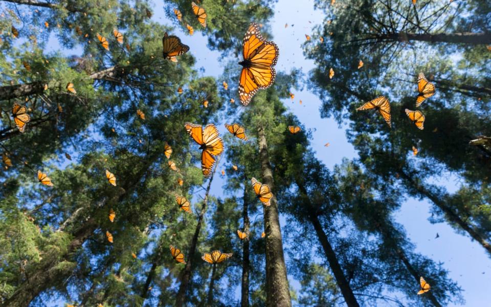 The Monarch Butterfly Reserve - Getty