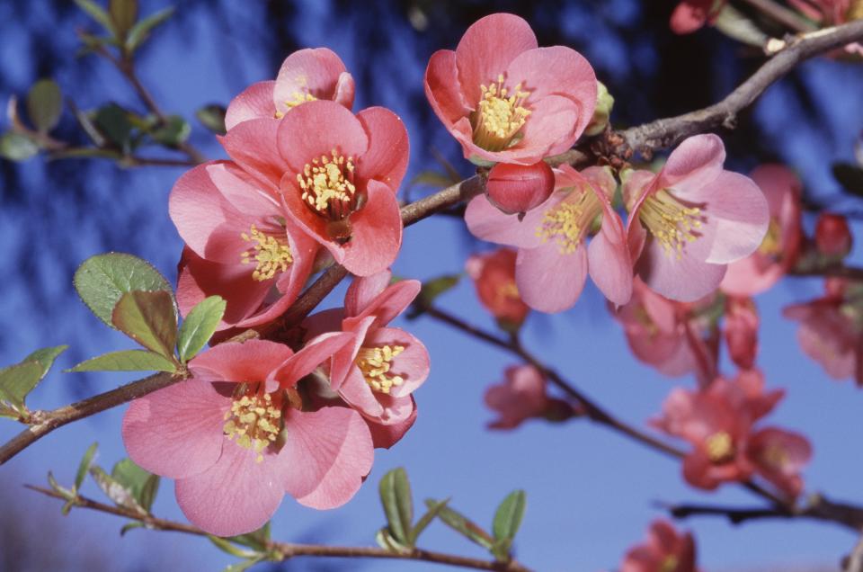 Fragrant Flowering Quince