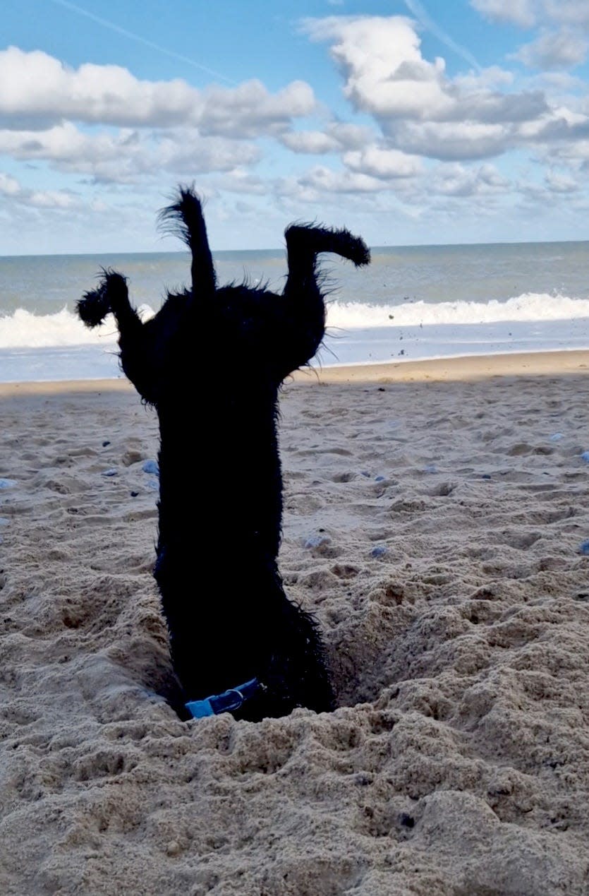 A dog, face-first in the sand on the beach with its legs sticking out.