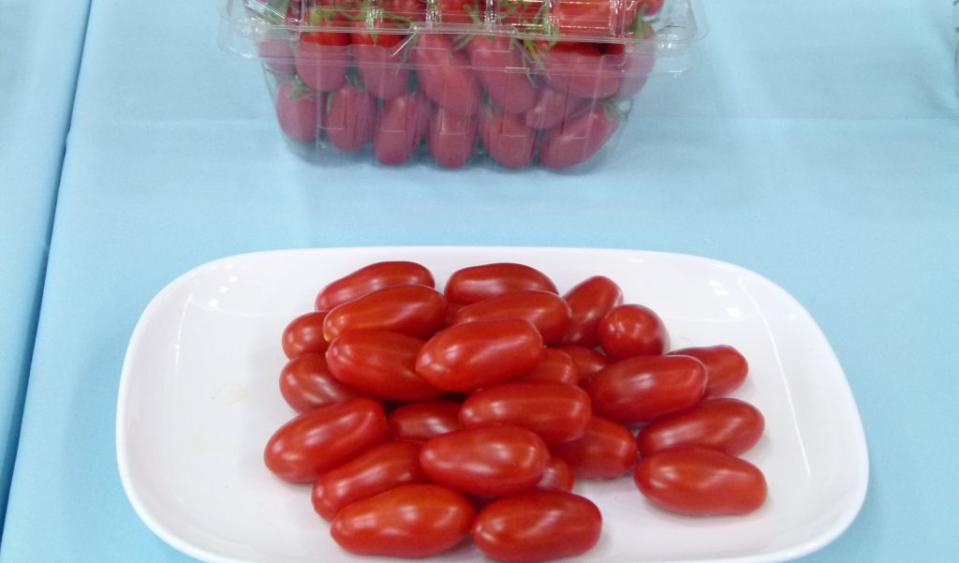 小番茄盛產期了，正是大啖的好食節。（記者張淑娟攝）