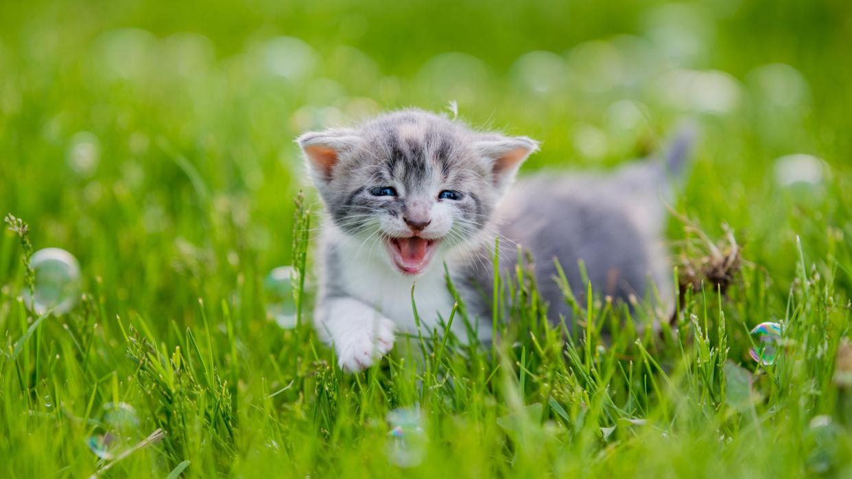  Happy kitten in a meadow. 