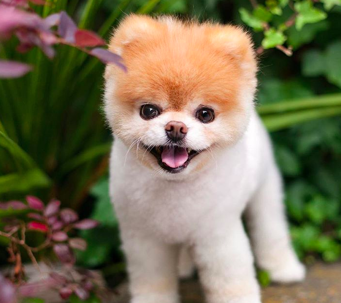 Boo, the world famous Pomeranian, has died of a ‘broken heart’. Source: Instagram/ buddyboowaggytails
