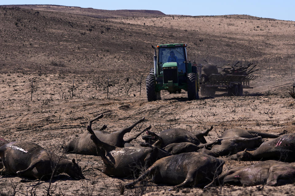 A rancher uses a tractor to deliver dead cattle to a collection area as the cleanup process begins following the Smokehouse Creek Fire, Friday, March 1, 2024, in Skellytown, Texas. The wildfire, which started Monday, has left behind a charred landscape of scorched prairie, dead cattle and burned-out homes in the Texas Panhandle.(AP Photo/Julio Cortez)
