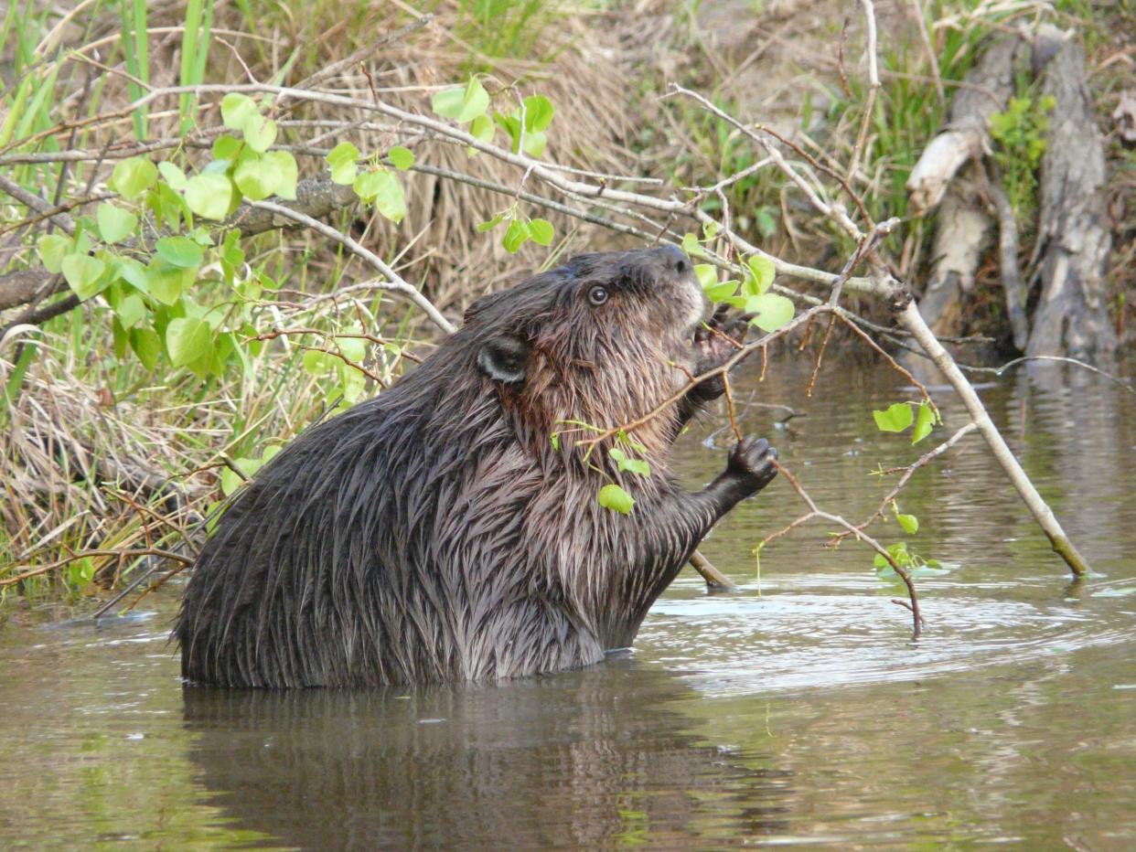 A beaver snacking on a poplar.