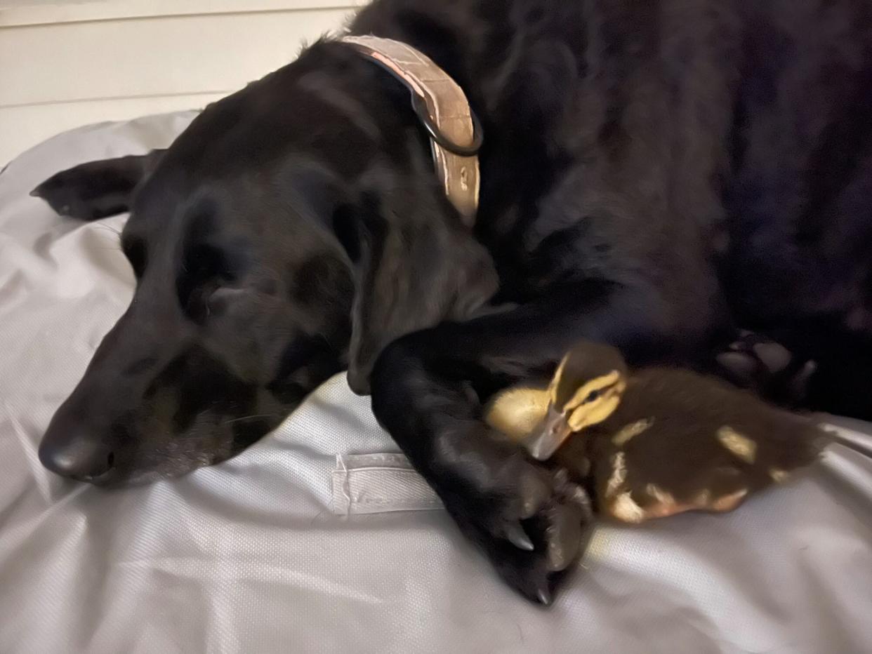 Beauty Black Lab with Ducks