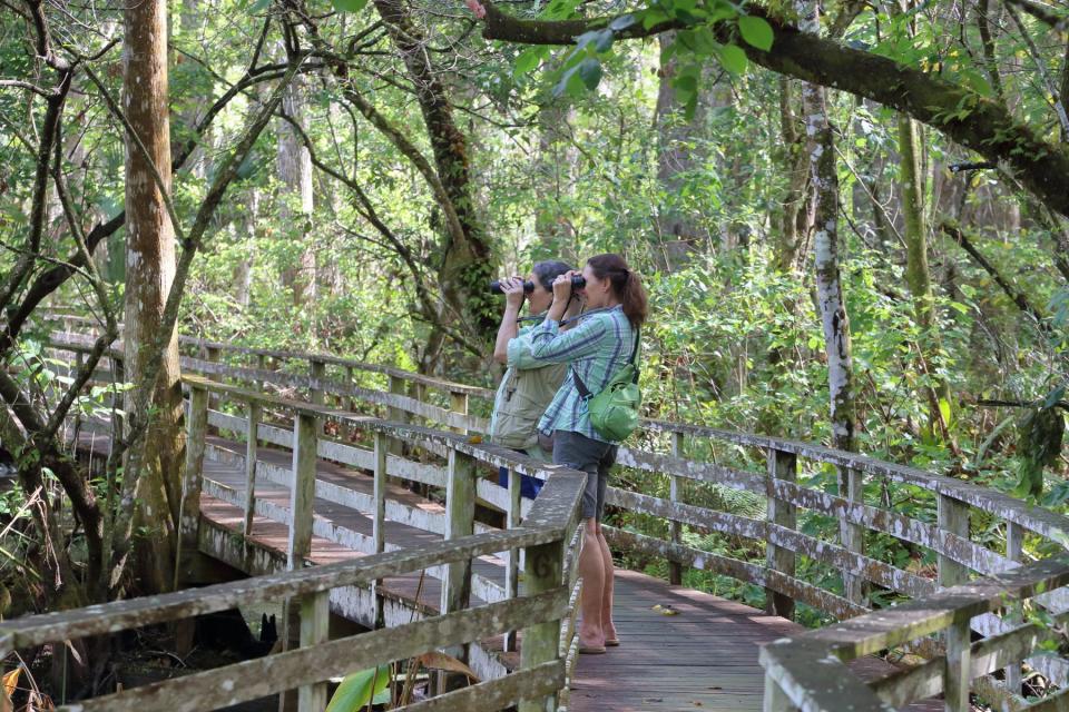 Guides tours are available throughout the summer at Aububon’s Corkscrew Swamp Sanctuary.
