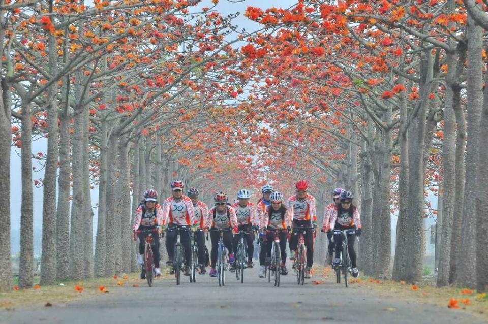 徜徉橘紅木棉花道（圖片來源：台南市政府觀光旅遊局）