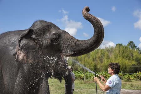 Trudy Williams washes down an Asian elephant named Icky at the Ringling Bros. and Barnum & Bailey Center for Elephant Conservation in Polk City, Florida September 30, 2015. REUTERS/Scott Audette