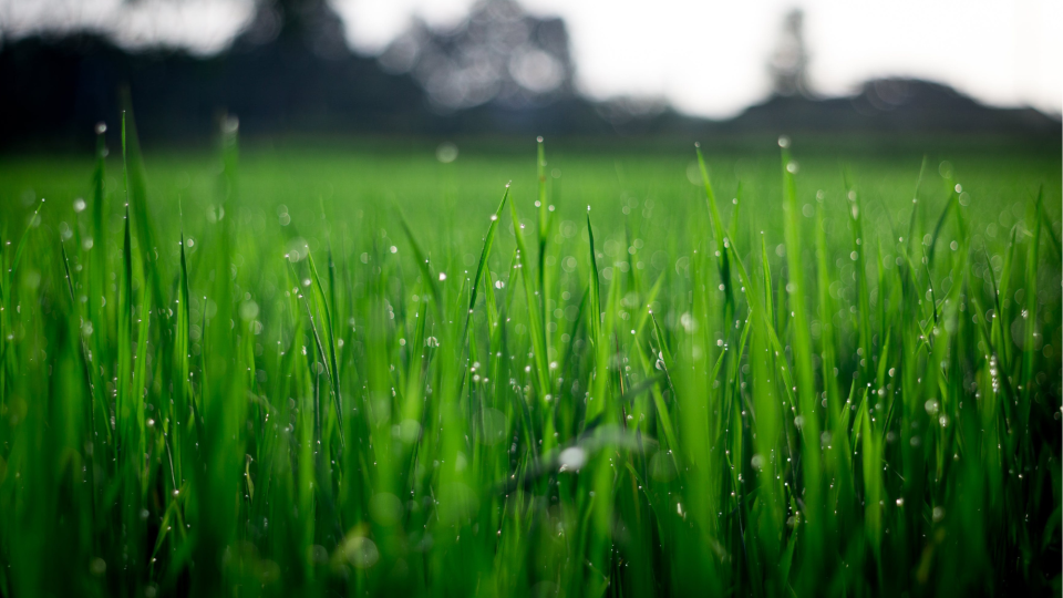 Image of a healthy lawn