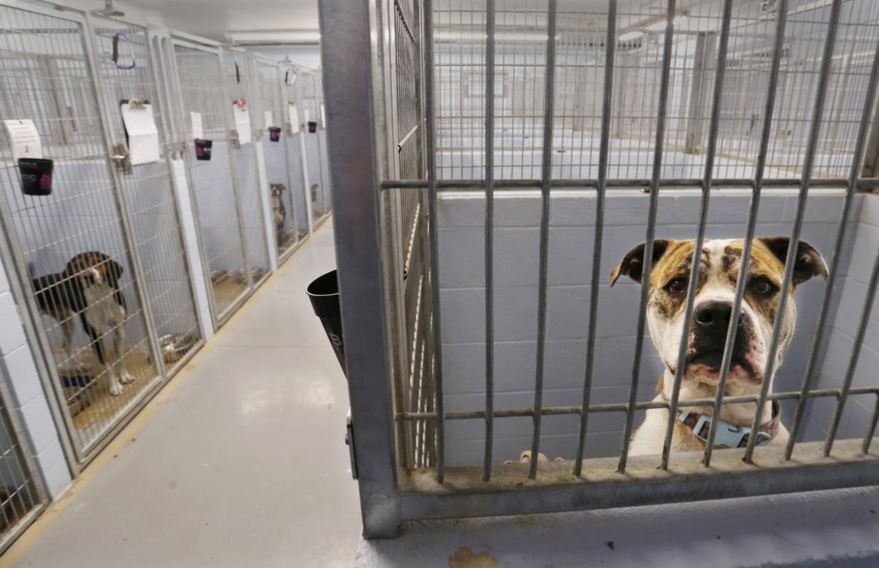 Dogs peer out from their kennels at Almost Home Humane Society in Lafayette.