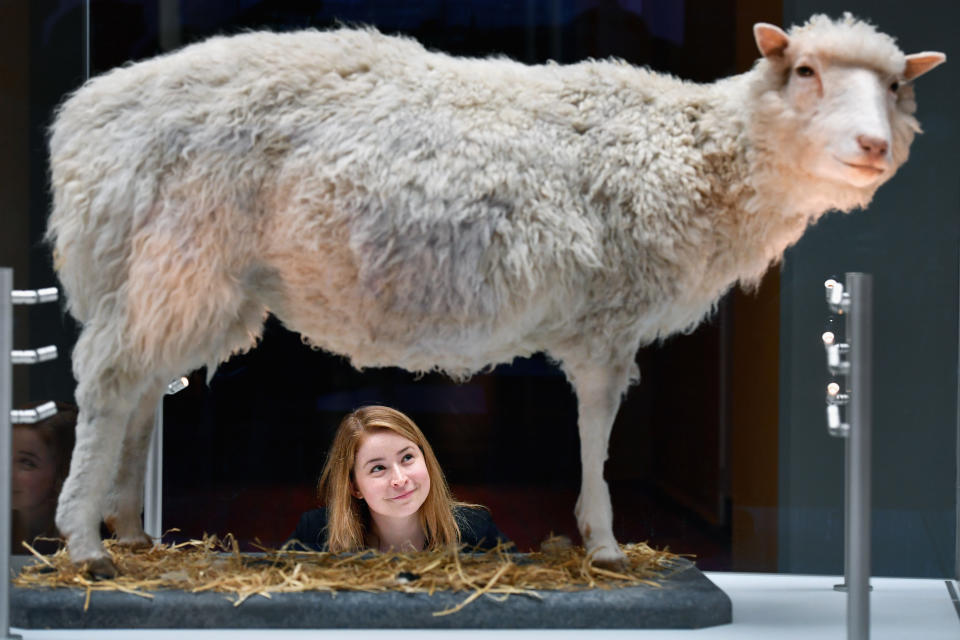 EDINBURGH, SCOTLAND - JULY 05:  Sophie Goggins  from the National Museums Scotland views Dolly the Sheep during the opening of a major new development at the National Museum of Scotland on July 5, 2016 in Edinburgh,Scotland. The National Museum of Scotland today opened ten new galleries devoted to science, art and design, as part of £14.1m project which increased its exhibition space by almost half and putting many treasures from its collections on display for the first time.  (Photo by Jeff J Mitchell/Getty Images)