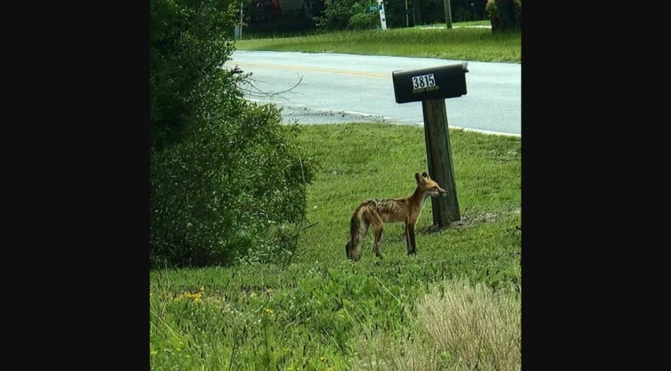 A fox recently was confirmed positive for rabies in Brunswick County.