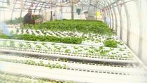 Greenhouse damage at Lester's Farm won't delay spring opening