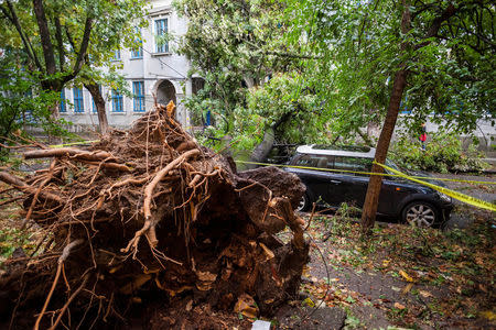 The area surrounding a fallen tree is cordoned off following a storm that tore through western Romania, in Timisoara, Romania September 17, 2017. Inquam Photos/Cornel Putan Alin/via REUTERS