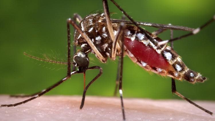 This 2006 file photo provided by the Centers for Disease Control and Prevention shows a female Aedes aegypti mosquito in the process of acquiring a blood meal from a human host.