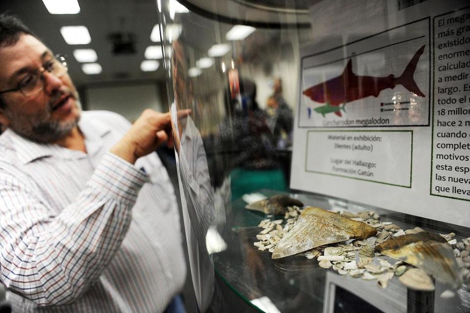 Un hombre señala los dientes de Megalodon encontrados durante las excavaciones para la ampliación del Canal de Panamá en la Ciudad de Panamá.