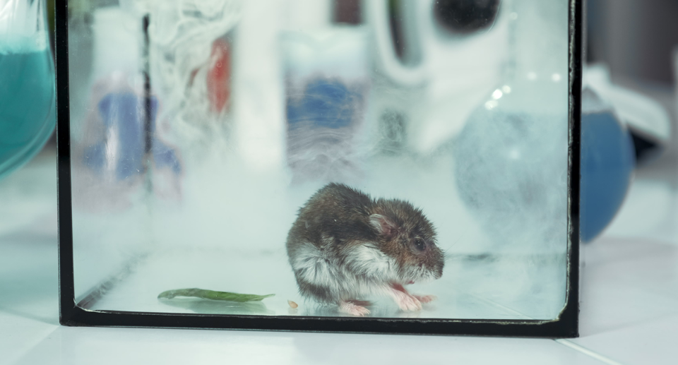 A stock image of a mouse in a glass tank.