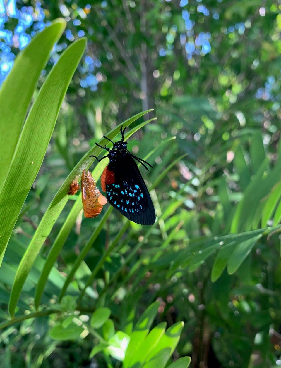 An atala butterfly emerges from its chrysalis.