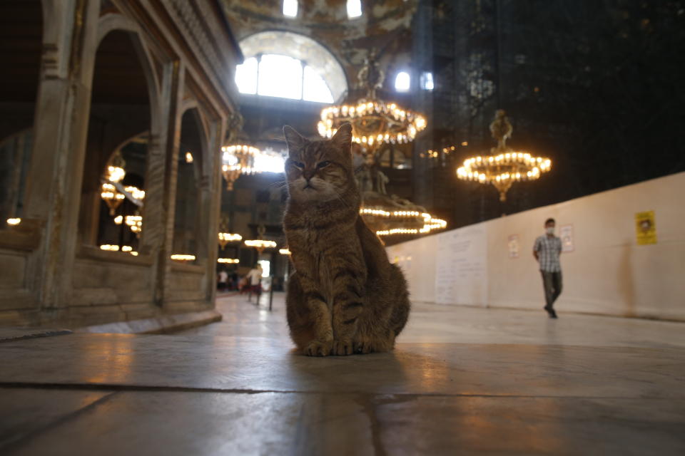 A can sits as people visit the Byzantine-era Hagia Sophia, an UNESCO World Heritage site and one of Istanbul's main tourist attractions in the historic Sultanahmet district of Istanbul, Friday, July 10, 2020. Turkey's Council of State, the country's highest administrative court is expected to release a ruling on a petition requesting that a 1934 decision that turned the Hagia Sophia into a museum be annulled. (AP Photo/Emrah Gurel)