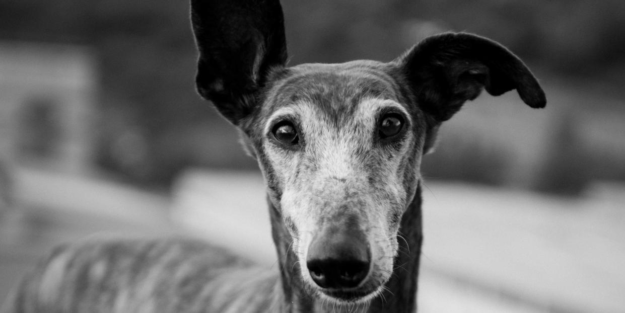 greyhound standing outside