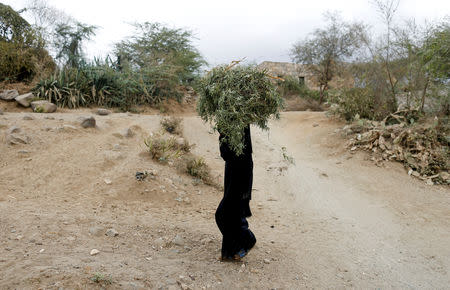 A woman carries fodder in the village of al-Jaraib, in the northwestern province of Hajjah, Yemen, February 18, 2019. REUTERS/Khaled Abdullah