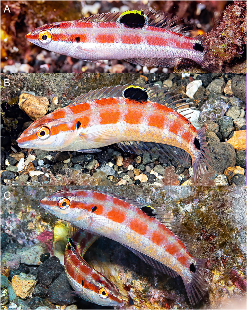 Small juvenile (A), large juvenile (B) and an adult (C).