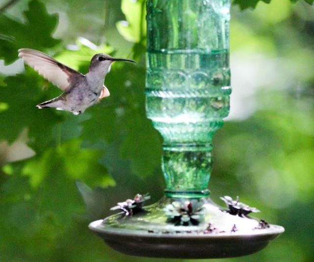 How to keep ants out of hummingbird feeders – 5 expert-approved