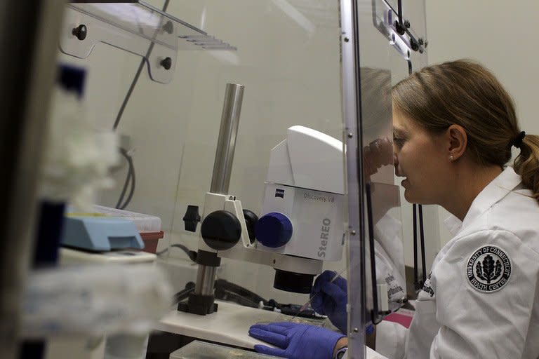 Assistant Professor Stormy Chamberlain studies stem cells at the University of Connecticut. The method described Wednesday by Oregon State University scientists in the journal Cell is an important step in research because it does not require the use of embryos in creating the type of stem cell capable of transforming into any other type of cell in the body