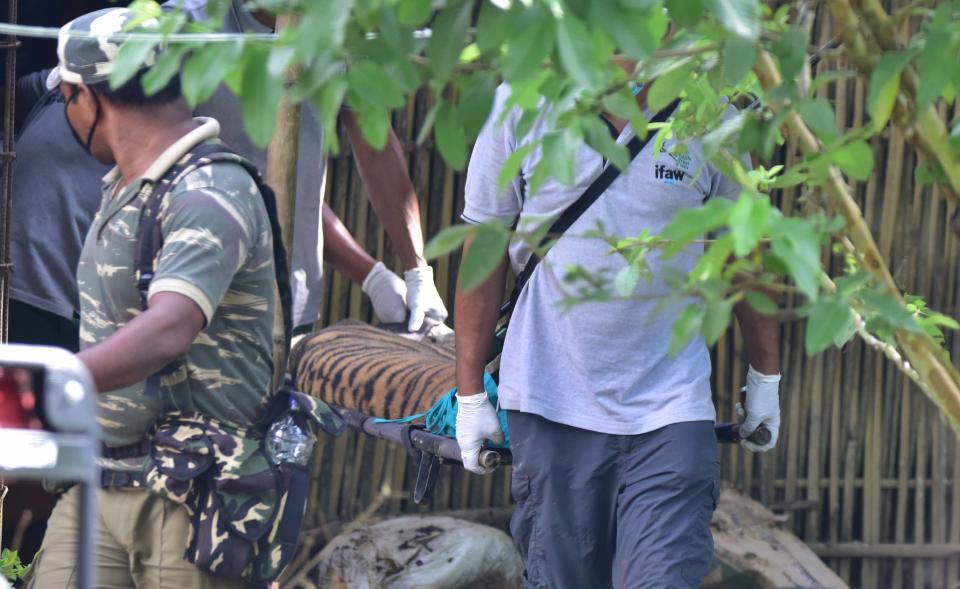 A tigress which strayed into a house in Baghmari area at Bagori range being rescued by tranquilisation method in Nagaon District of Assam. (Photo credit should read Anuwar Ali Hazarika/Barcroft Media via Getty Images)