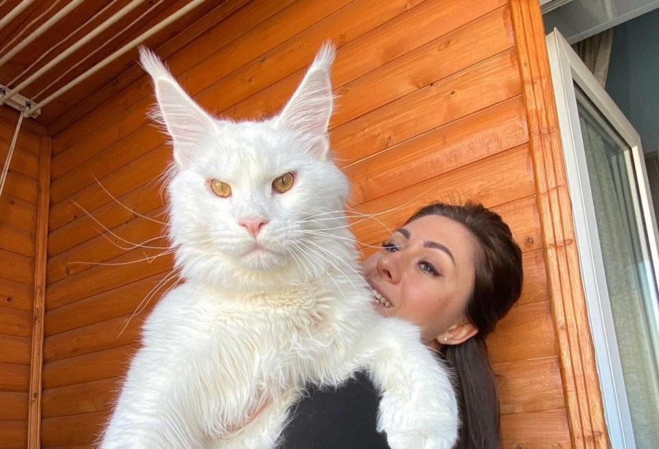 <p>Este es Kefir en brazos de su dueña, Yulia Minina, y no es una foto trucada, sino que este adorable gatito pesa nada menos que 12,5 kilos. Probablemente sea el más grande del mundo. (Foto: Instagram / <a href="http://www.instagram.com/p/CLXEG25F0l9/" rel="nofollow noopener" target="_blank" data-ylk="slk:@yuliyamnn" class="link ">@yuliyamnn</a>).</p> 