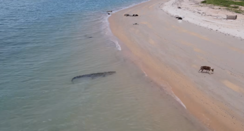 Image of a beach with a crocodile hiding in the shallow near the water edge as a dog stands on the sand nearby.