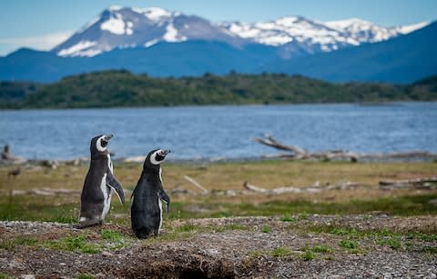 Magellanic penguins - Credit: Getty