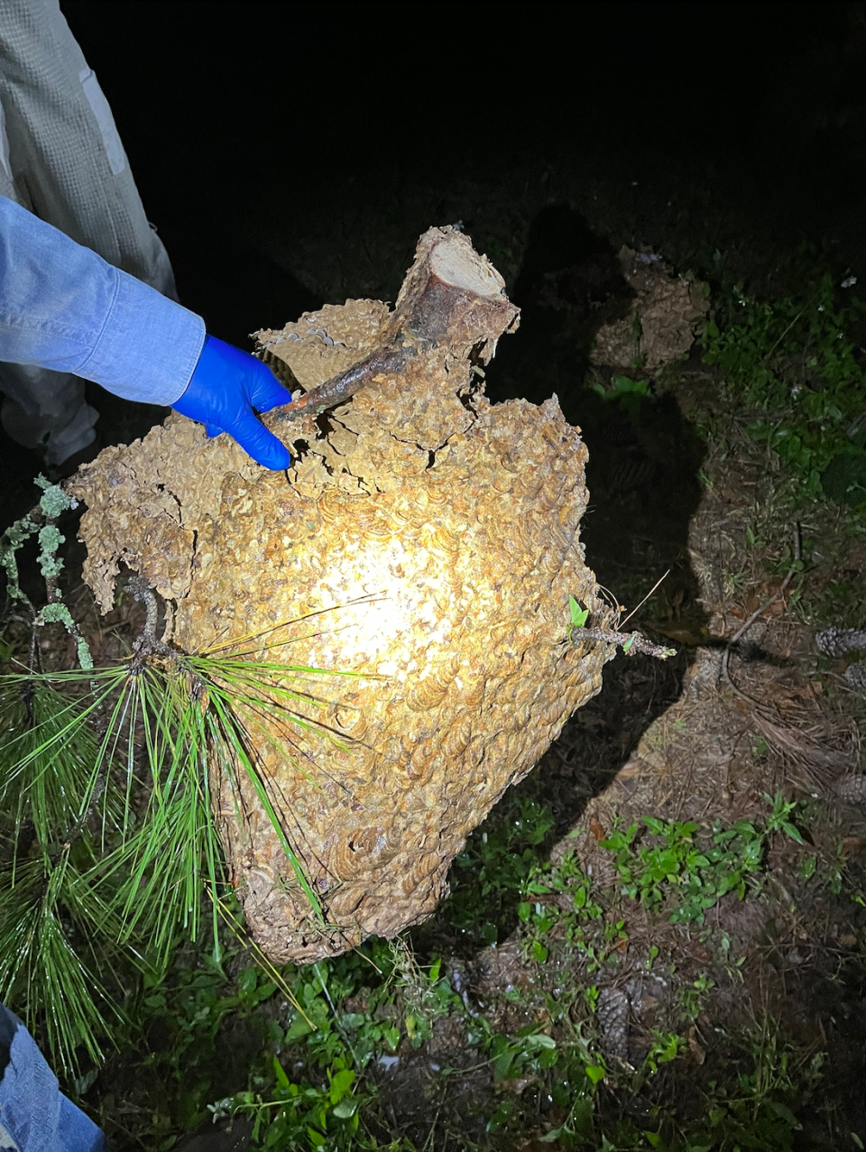 The Georgia Department of Agriculture on April 8, 2024, eradicated a yellow-legged hornets nest reported by a resident at a home in greater Savannah. The invasive species are threat to honeybees and agriculture.