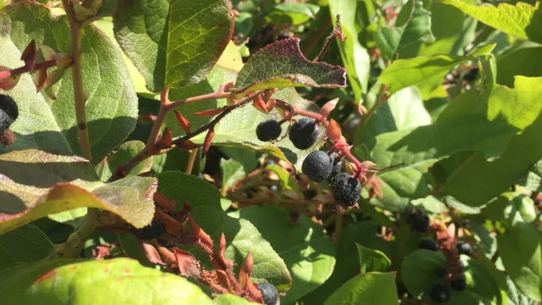 Move over blueberries — wild B.C. shrub produces contender for world's healthiest berry