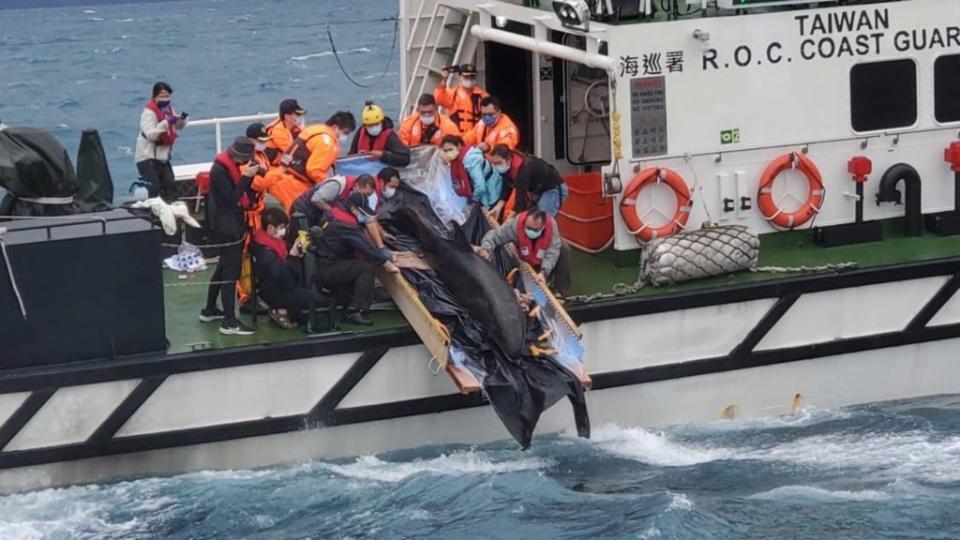 宜蘭蘇澳海域十七日發現一隻活體偽虎鯨擱淺送到基隆救治，命名為「亮鯨鯨」，經過九天救治，昨日上午野放，在救援夥伴們加油與祝福下返回大海。（海洋委員會海洋保育署提供／中央社）