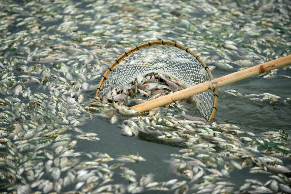 Dead fish are cleared from the Fuhe river in Wuhan, in central China's Hubei province on September 3, 2013 after large amounts of dead fish began to be surface early the day before. According to local media, about 30 thousand kilograms of dead fish had been cleared by late September 2.  (STR/AFP/Getty Images)