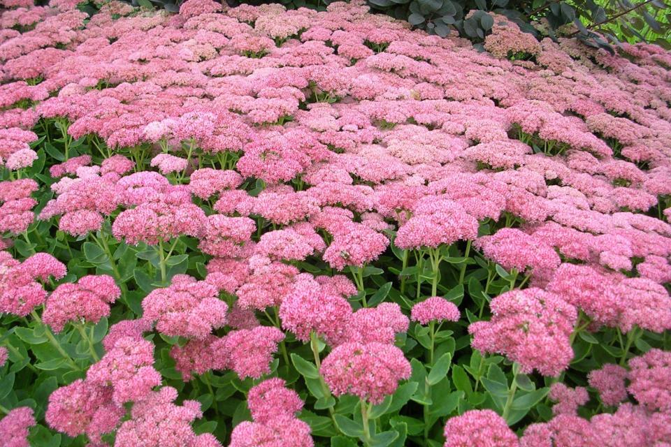 Sedums