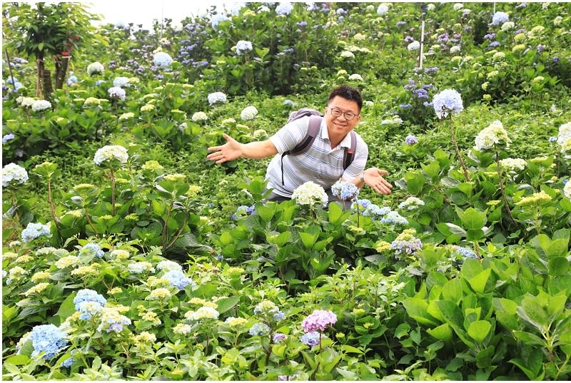 新北｜萬里高家繡球花季