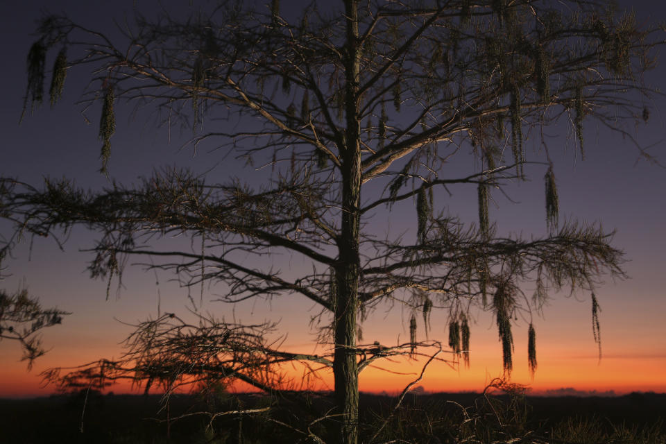 En esta imagen, tomada el 21 de octubre de 2019, vista de un ciprés al amanecer en el el Parque Nacional Everglades. (AP Foto/Robert F. Bukaty)