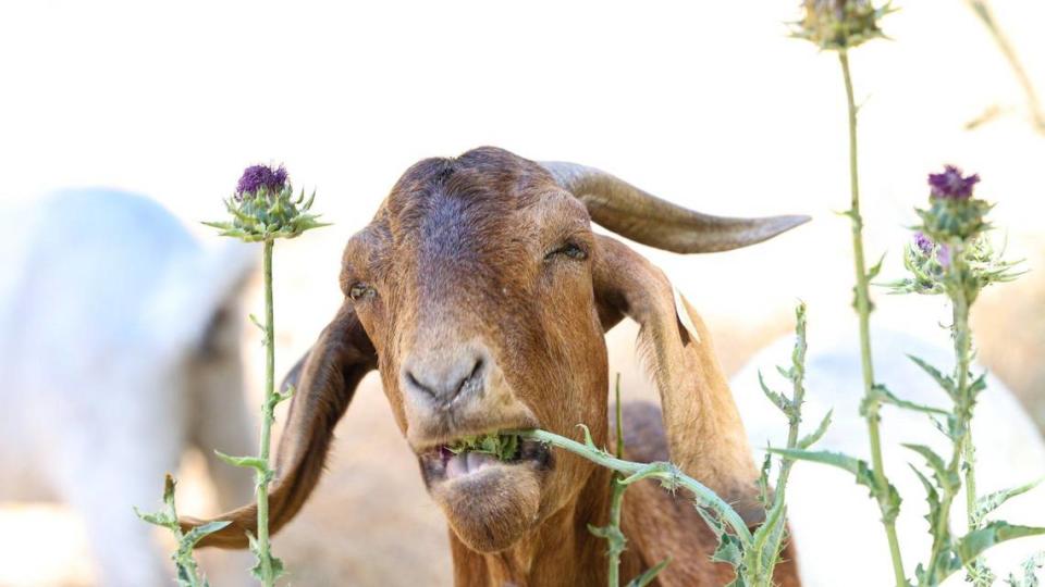 A goat munches on thistle seed heads, a prized delicacy and one of the first things eaten, during work to clear the Salinas Riverbed in Paso Robles. Hundreds of goats clear fenced-in sections one at a time to reduce fire danger.